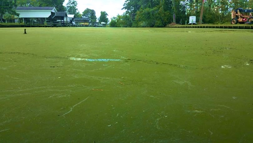 A cyanobacterial bloom in Pamlico River, N.C. (Hans W. Paerl/University of North Carolina)